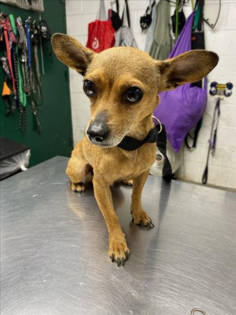 *STARLIGHT - Chihuahua available for adoption