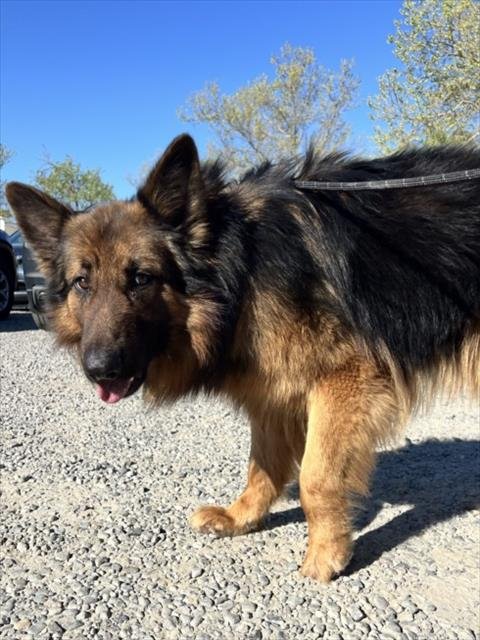 *MCINTOSH - German Shepherd Dog available for adoption