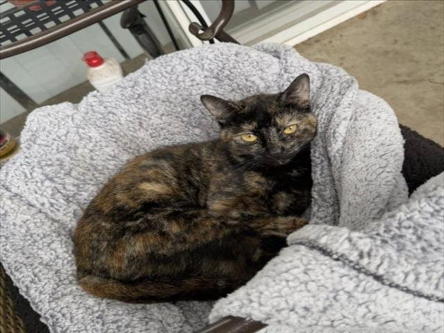 *PIXEL - Domestic Short Hair available for adoption