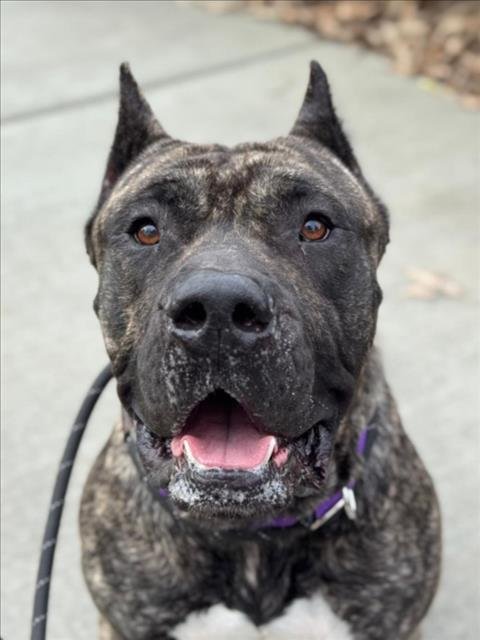 *HANK - Cane Corso Mastiff available for adoption