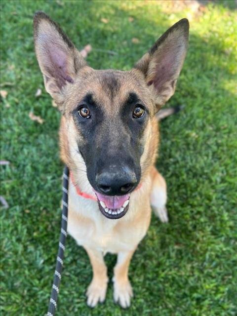 *JUNO - Belgian Shepherd Malinois available for adoption