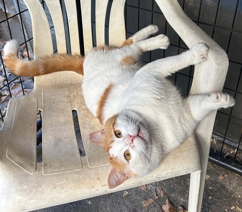 CHUBBY CHECKER - Domestic Short Hair available for adoption