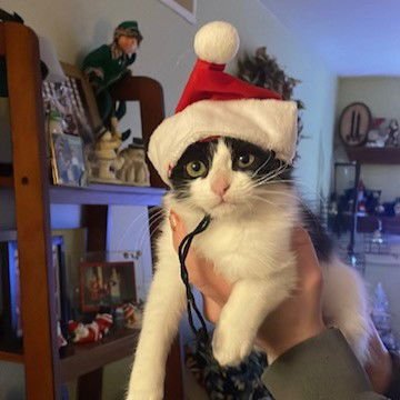 *LOLLIPOP - Domestic Medium Hair available for adoption