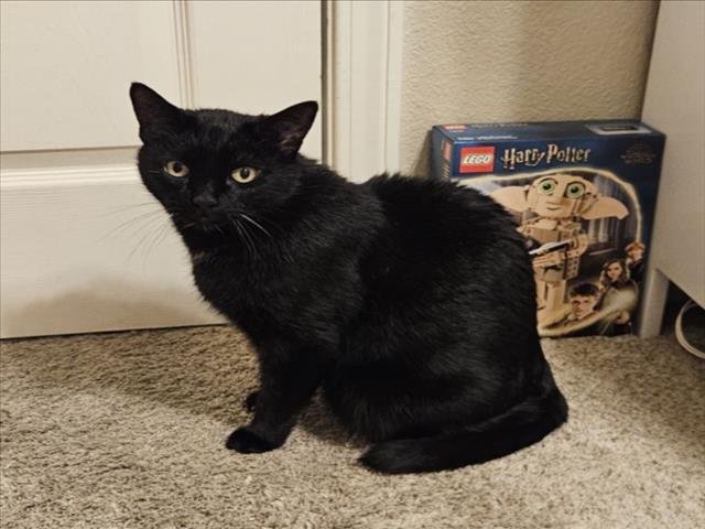 FLASH - Domestic Short Hair available for adoption