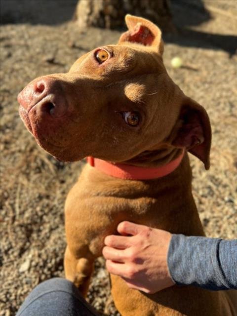 *RUSTY - Pit Bull Terrier available for adoption