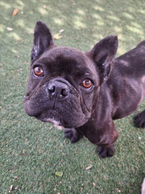 *ROCKET - French Bulldog available for adoption