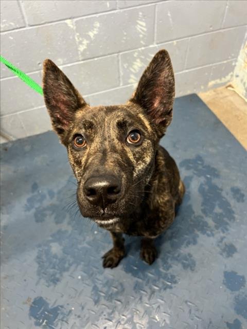 ONYX - Dutch Shepherd available for adoption