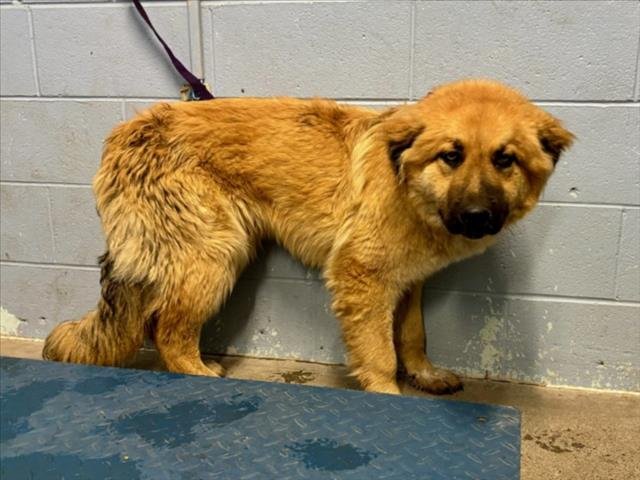 *BEETLE - Great Pyrenees / Anatolian Shepherd available for adoption