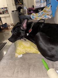 Oreo - Photo 2
