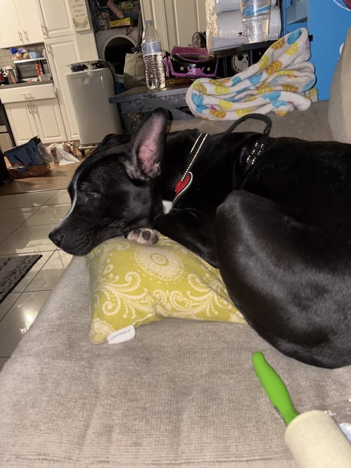 OREO - American Pit Bull Terrier available for adoption