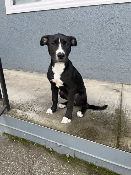OREO - American Pit Bull Terrier available for adoption