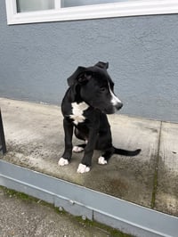 Oreo - Photo 3