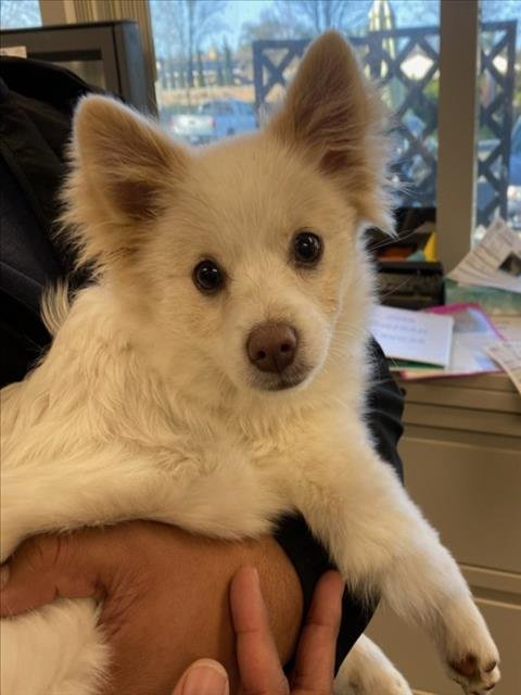 *HUBBARD - Pomeranian / Siberian Husky available for adoption