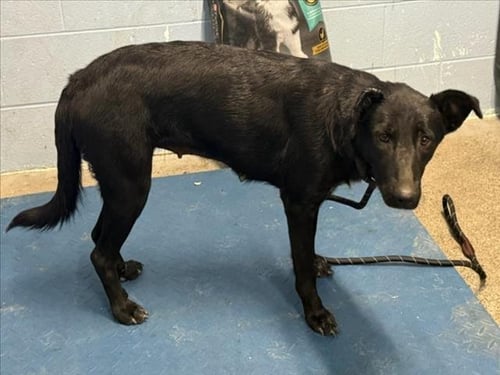 *EVE - Labrador Retriever available for adoption