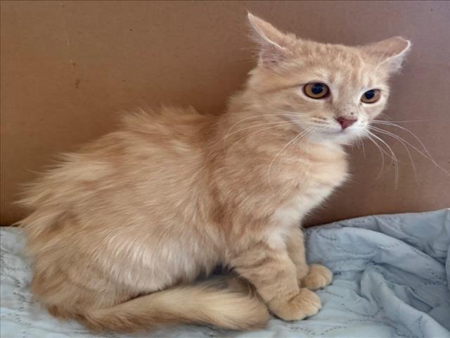 *LOVEY - Domestic Long Hair available for adoption