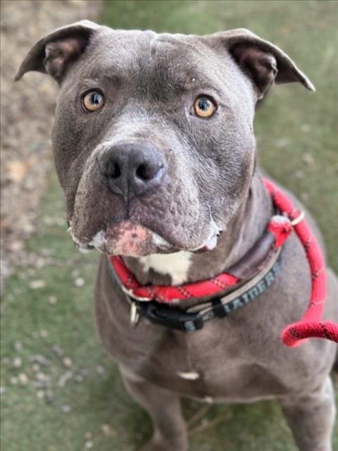 *FRAPPUCCINO - Pit Bull Terrier available for adoption