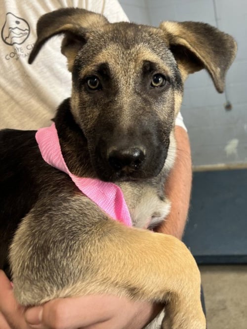 *FRANCES - German Shepherd Dog available for adoption