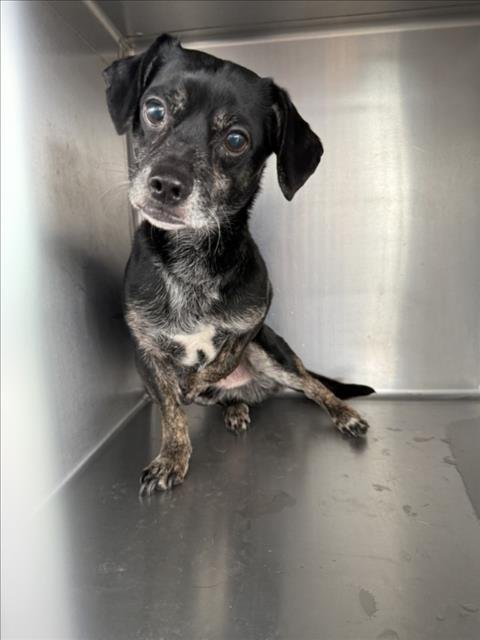 *STARLING - Chihuahua available for adoption