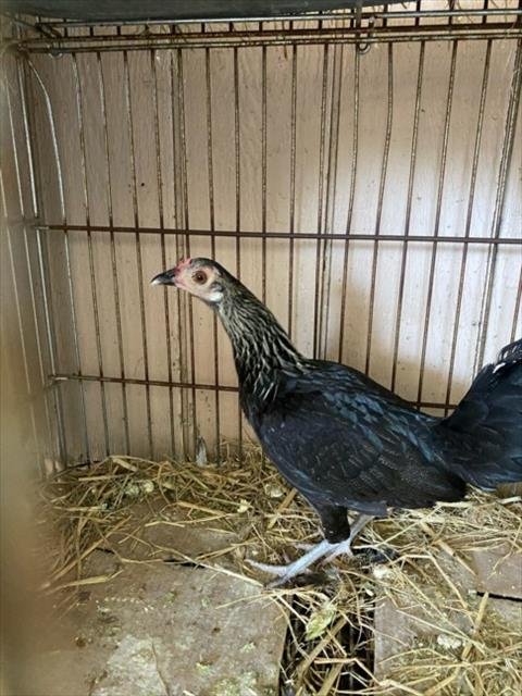 A226412 - Chicken available for adoption