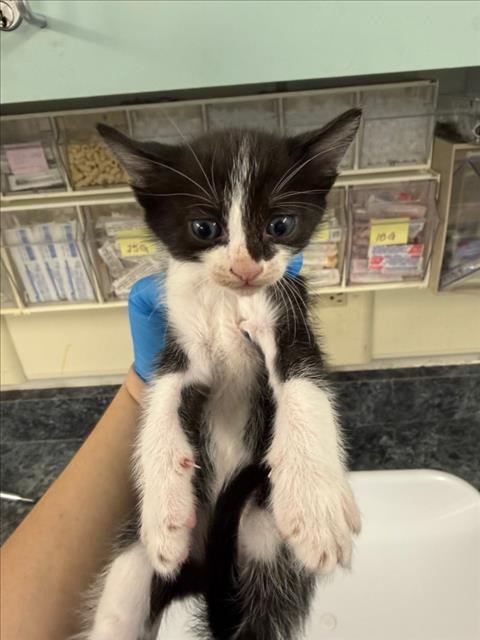 *SCRUFF - Domestic Short Hair available for adoption