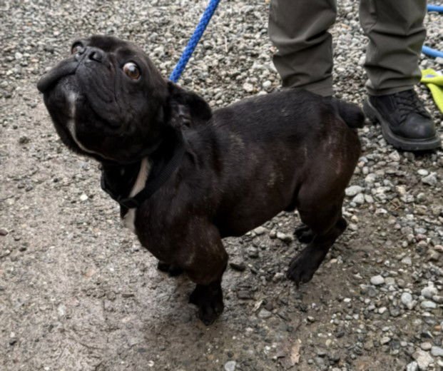 *ROCKET - French Bulldog available for adoption