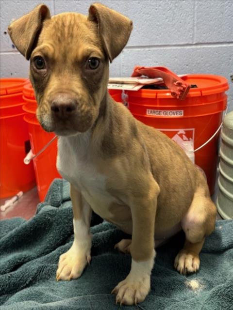 *TRUMPET - Pit Bull Terrier available for adoption