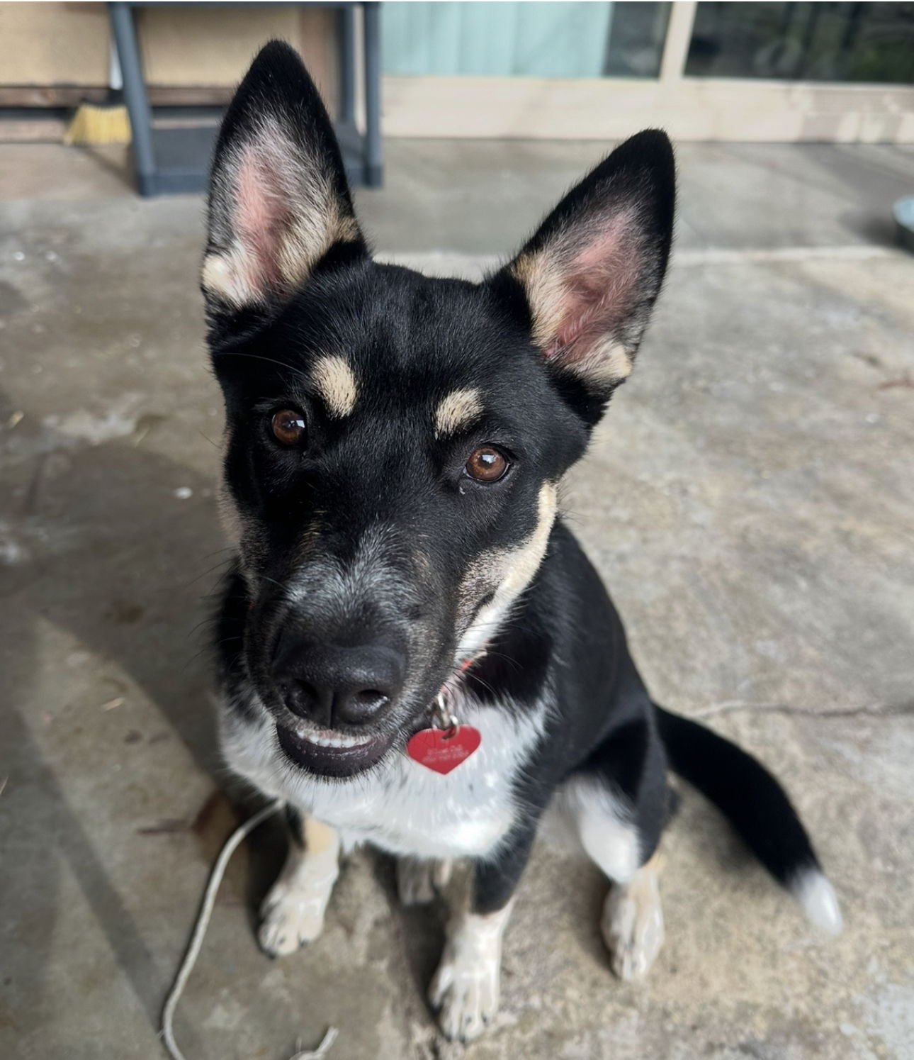 LAYLA - Husky / Australian Cattle Dog/Blue Heeler available for adoption