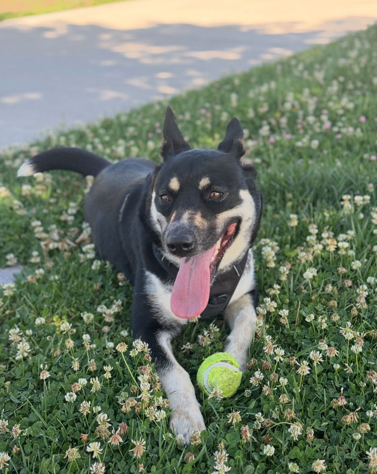 LAYLA - Husky / Australian Cattle Dog/Blue Heeler available for adoption