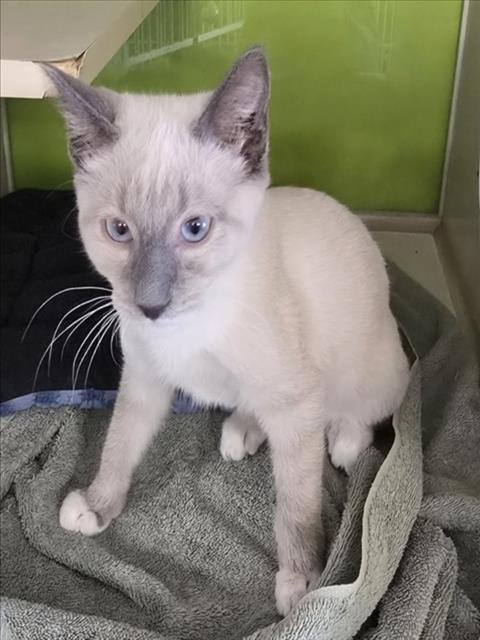 *SIMON - Siamese available for adoption