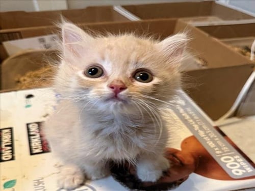 *KENNY - Domestic Short Hair available for adoption