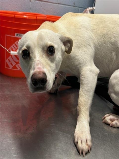 HANDSOME - Chihuahua available for adoption