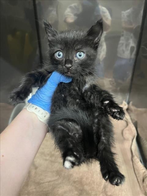 BLUE - Domestic Short Hair available for adoption