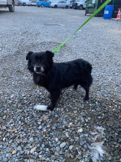 *KATYDID - Pomeranian available for adoption