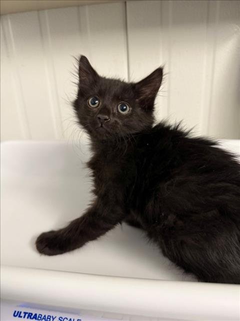 *MERLIN - Domestic Medium Hair available for adoption