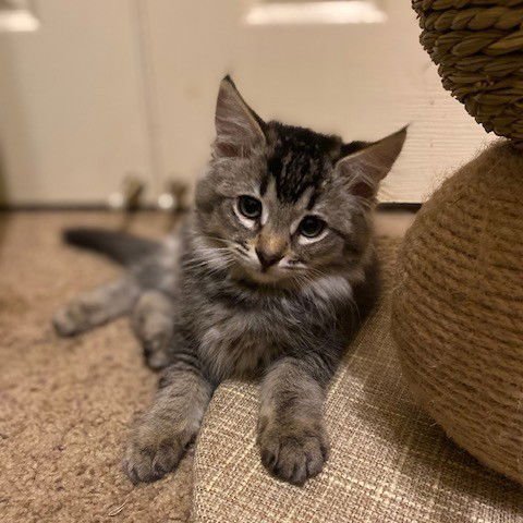 *GINGER - Domestic Short Hair available for adoption