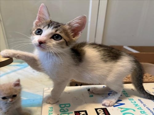 *DEAN - Domestic Short Hair available for adoption