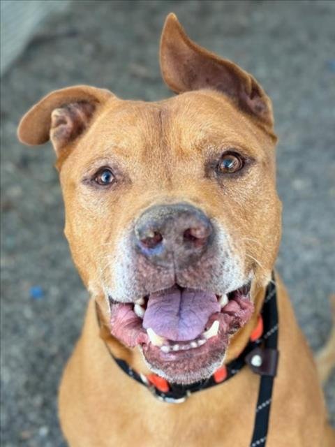 *CLIFFORD - Pit Bull Terrier available for adoption