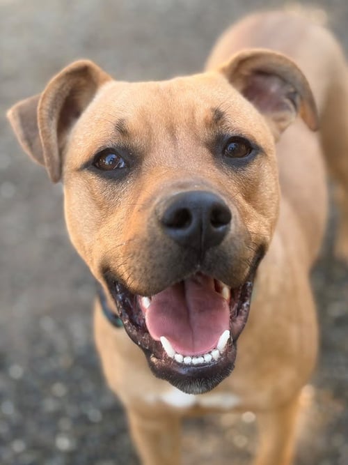 *PICHU - Pit Bull Terrier available for adoption