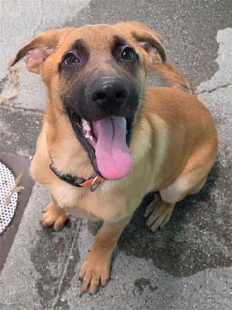 *PIDGEY - Anatolian Shepherd / German Shepherd Dog available for adoption