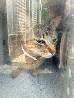 *SUMMER - Domestic Short Hair available for adoption