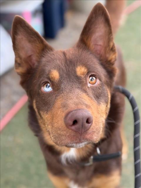 *STAPLER - Australian Kelpie / Siberian Husky available for adoption