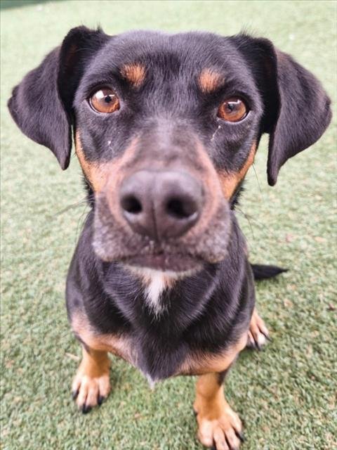 *MIDNIGHT - Dachshund available for adoption