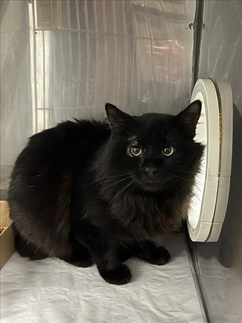 A224473 - Domestic Long Hair available for adoption