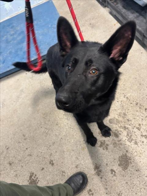 *PIKES - German Shepherd Dog available for adoption