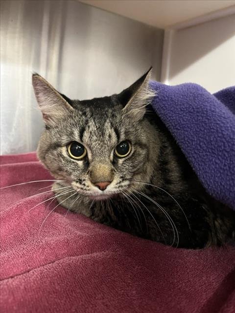 *GUZ GUZ Image