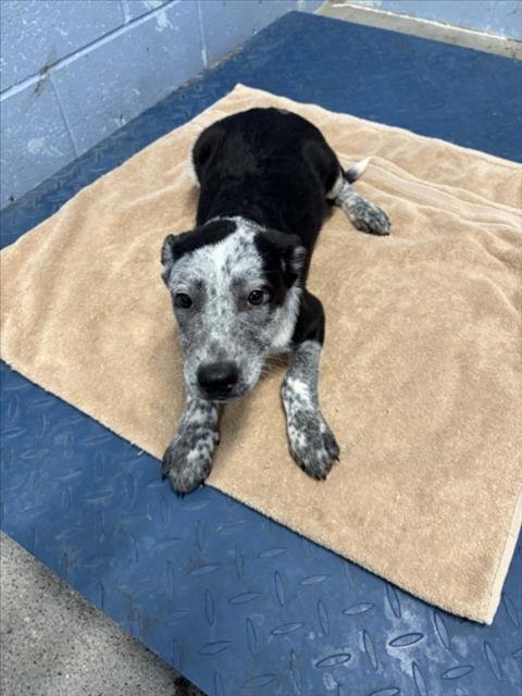 A229648 - Australian Cattle Dog/Blue Heeler available for adoption
