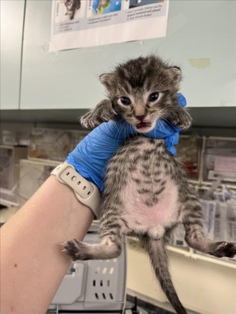 *POUNCER - Domestic Short Hair available for adoption