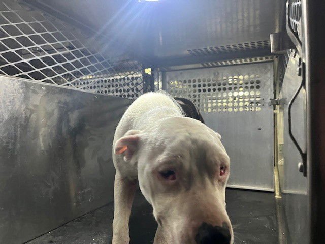 *SUNBURST - Pit Bull Terrier available for adoption