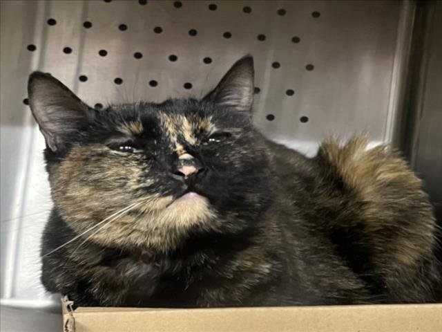 LULU - Domestic Short Hair available for adoption