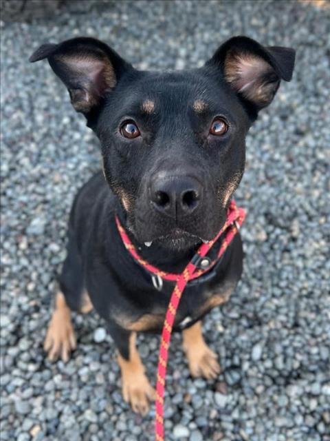 *HIBISCUS - Pit Bull Terrier / Rottweiler available for adoption